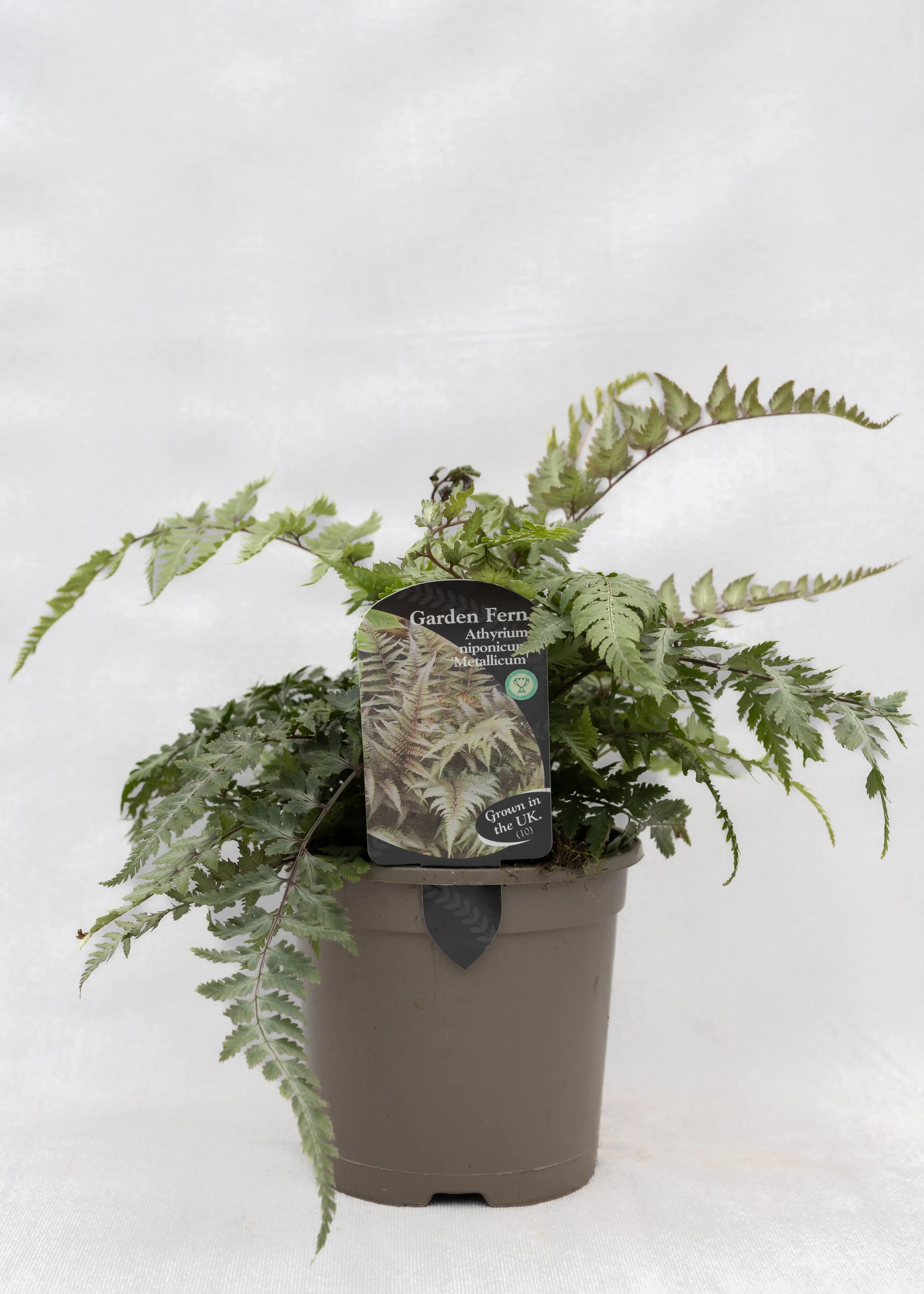Athyrium niponicum 'Metallicum'