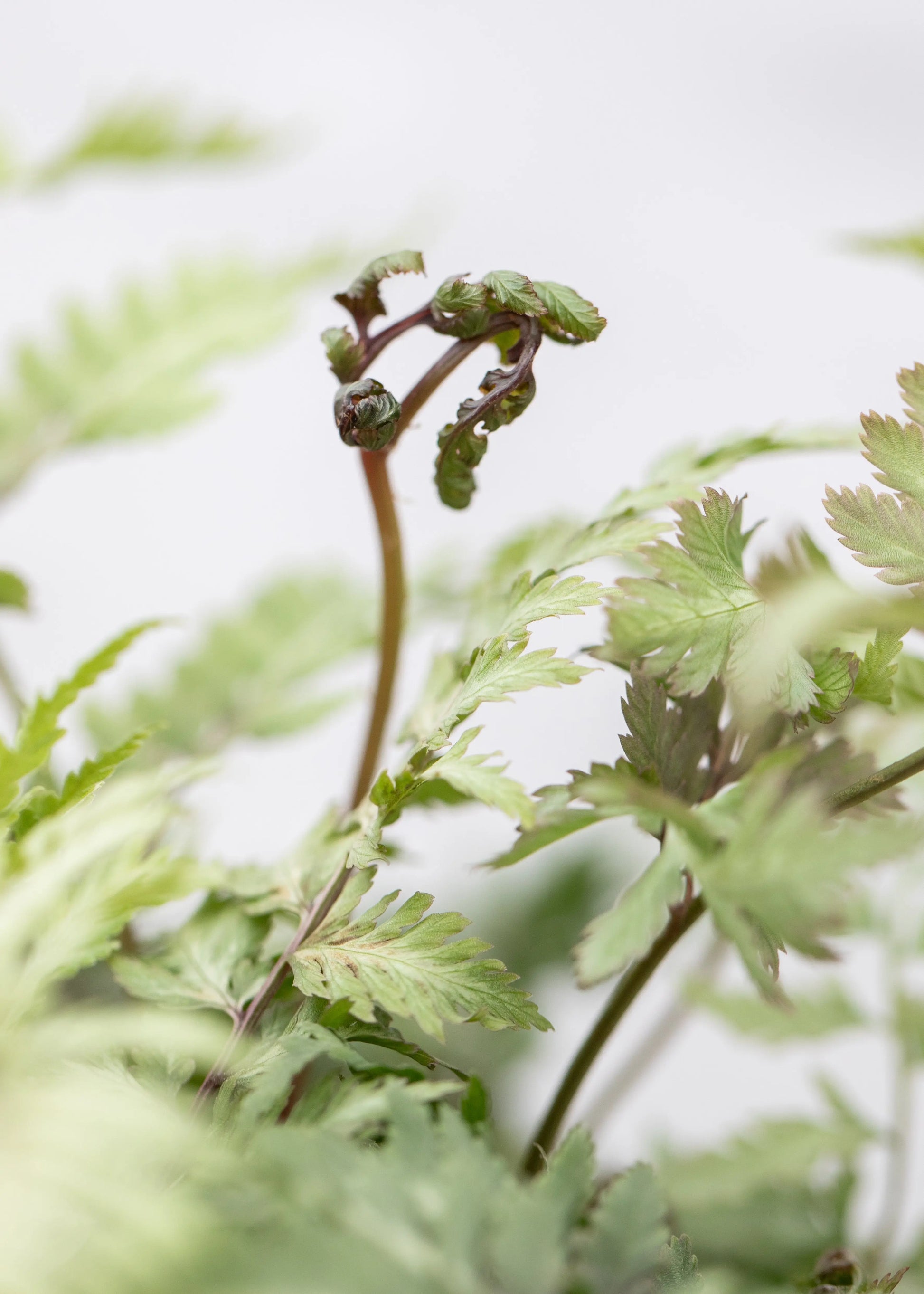 Athyrium niponicum 'Metallicum'