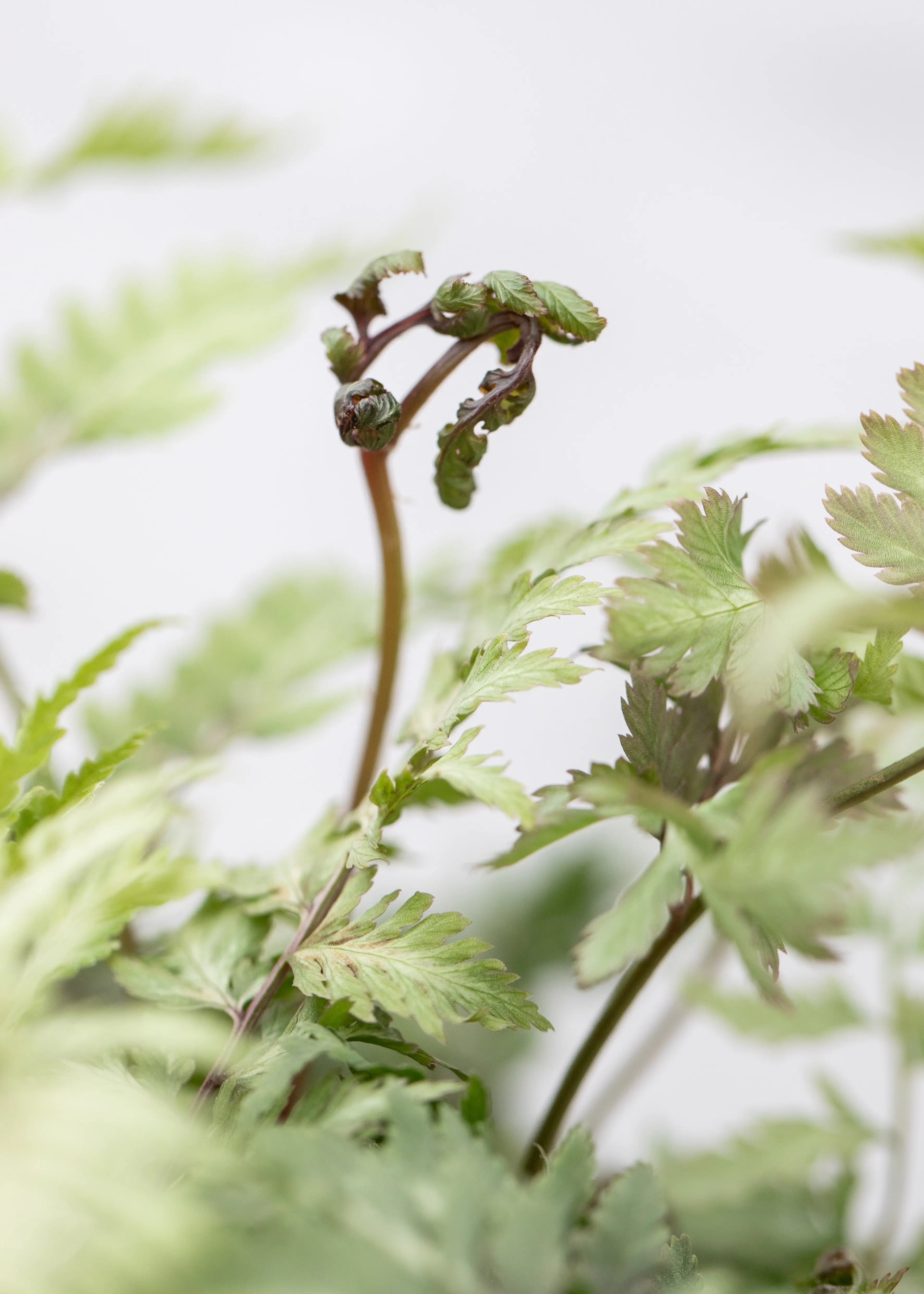 Athyrium niponicum 'Metallicum'