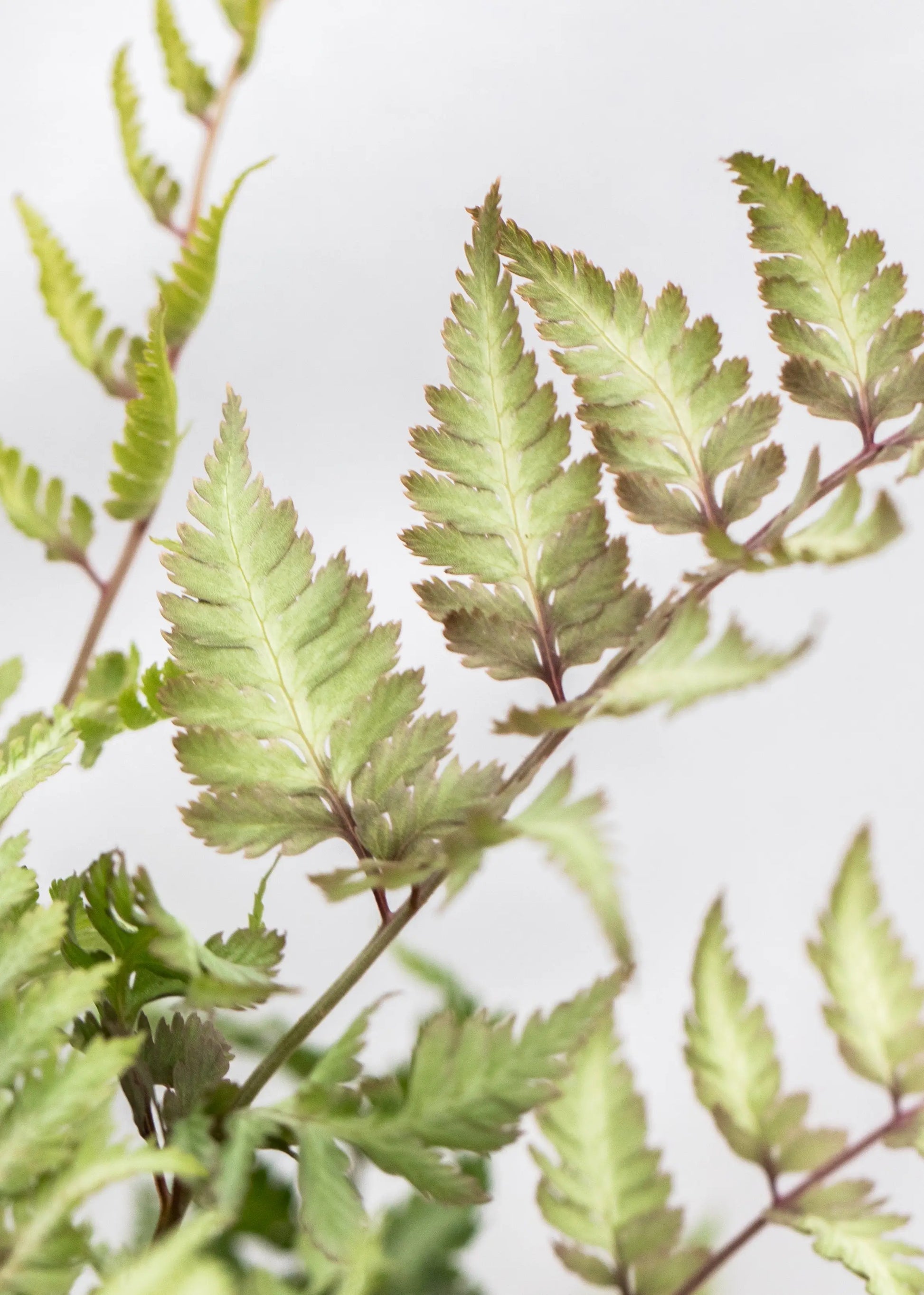Athyrium niponicum 'Metallicum'