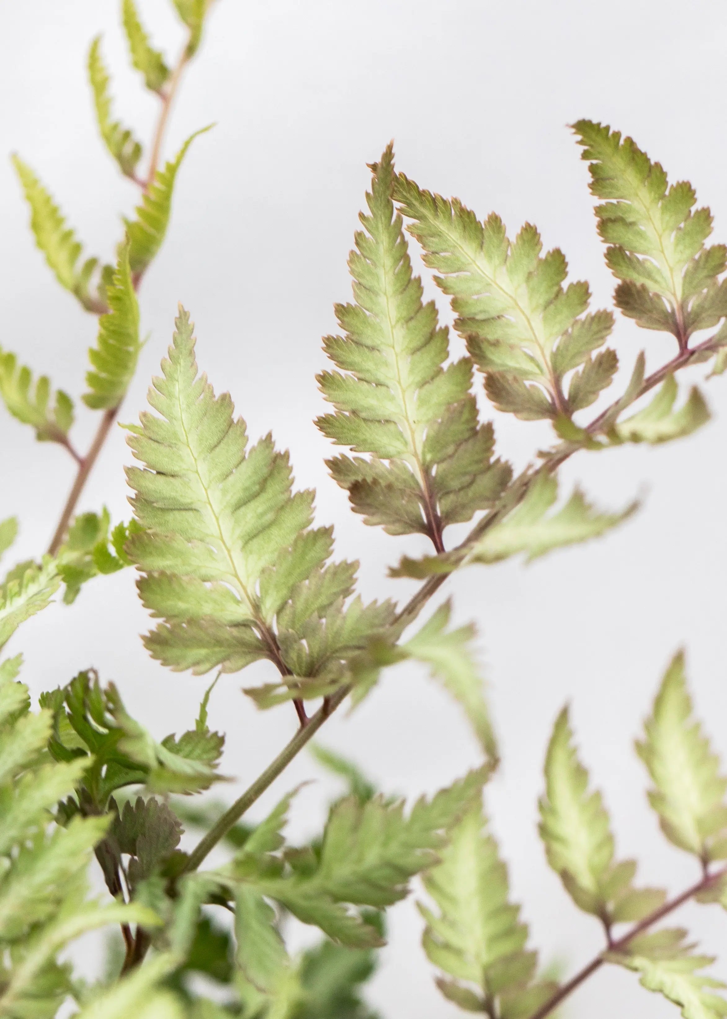 Athyrium niponicum 'Metallicum'