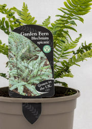 Blechnum spicant