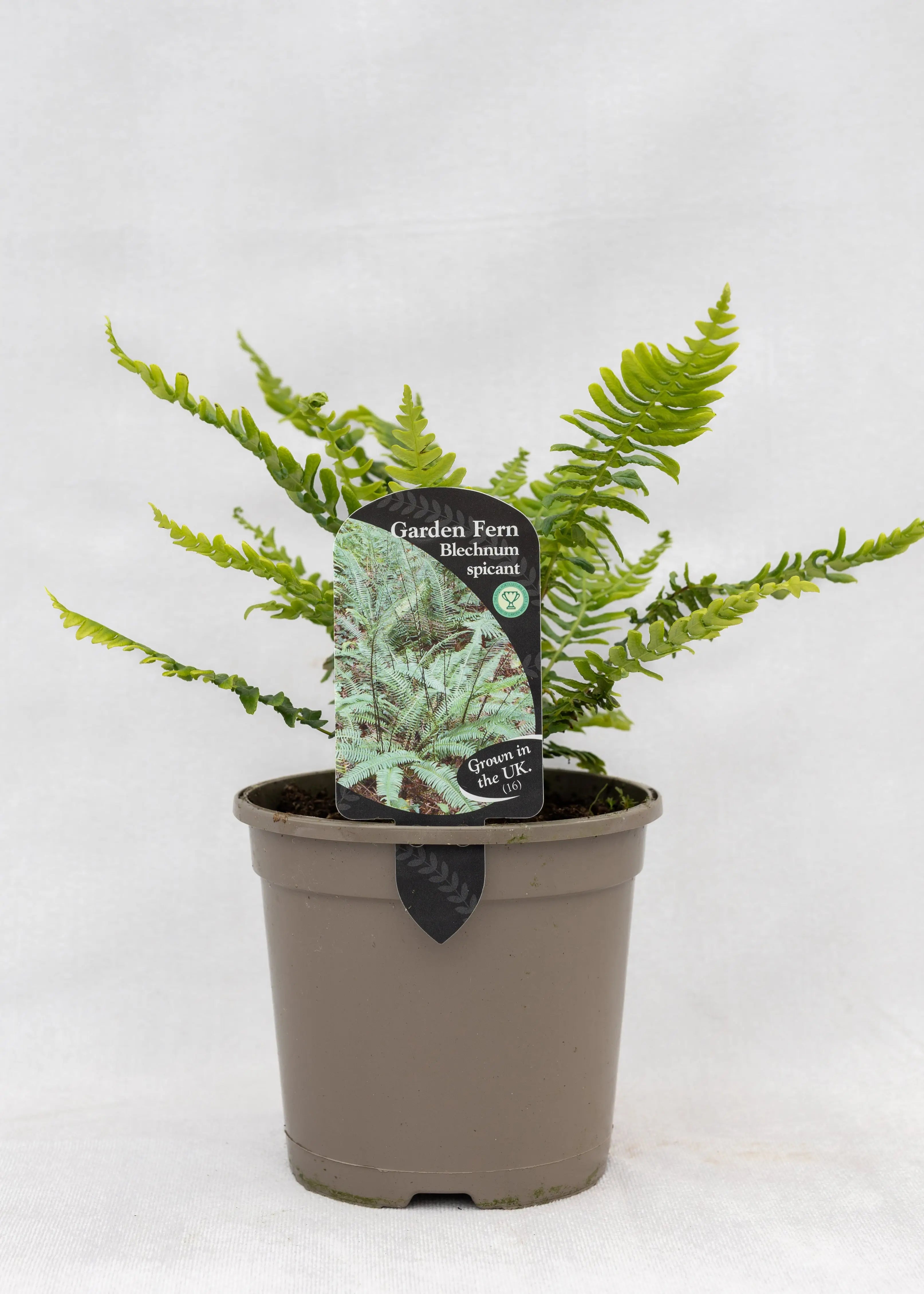 Blechnum spicant