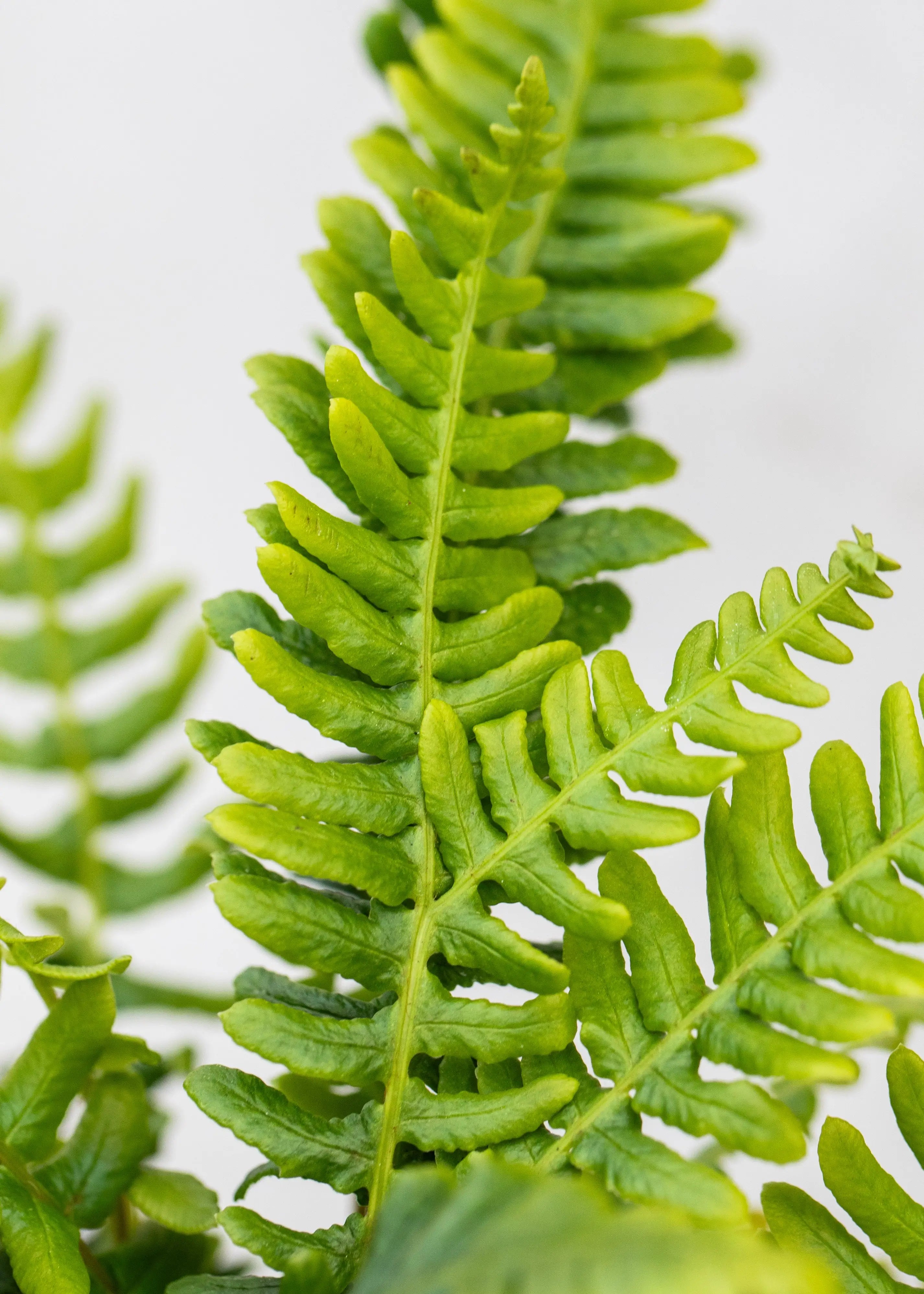 Blechnum spicant