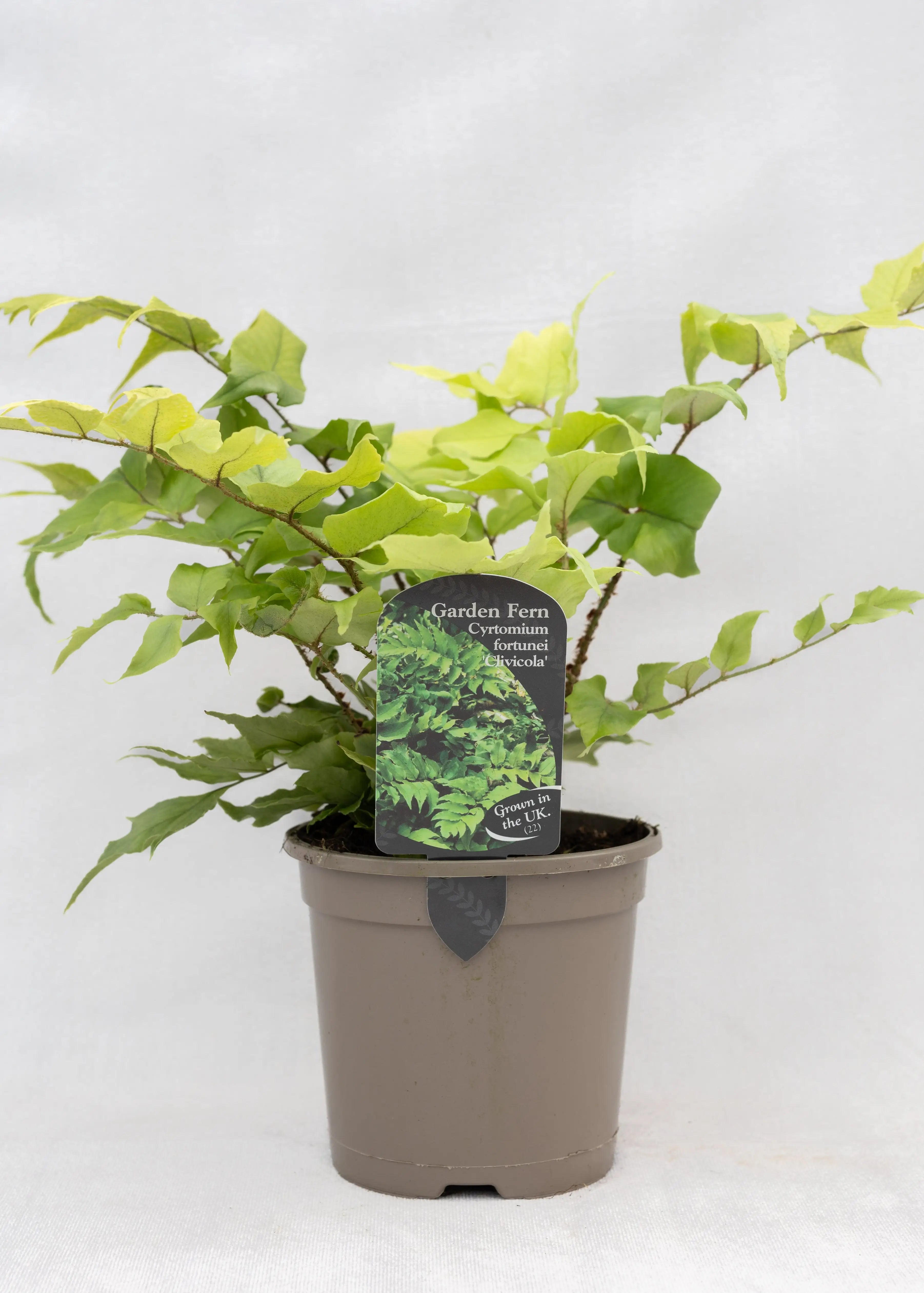Cyrtomium fortunei 'Clivicola'