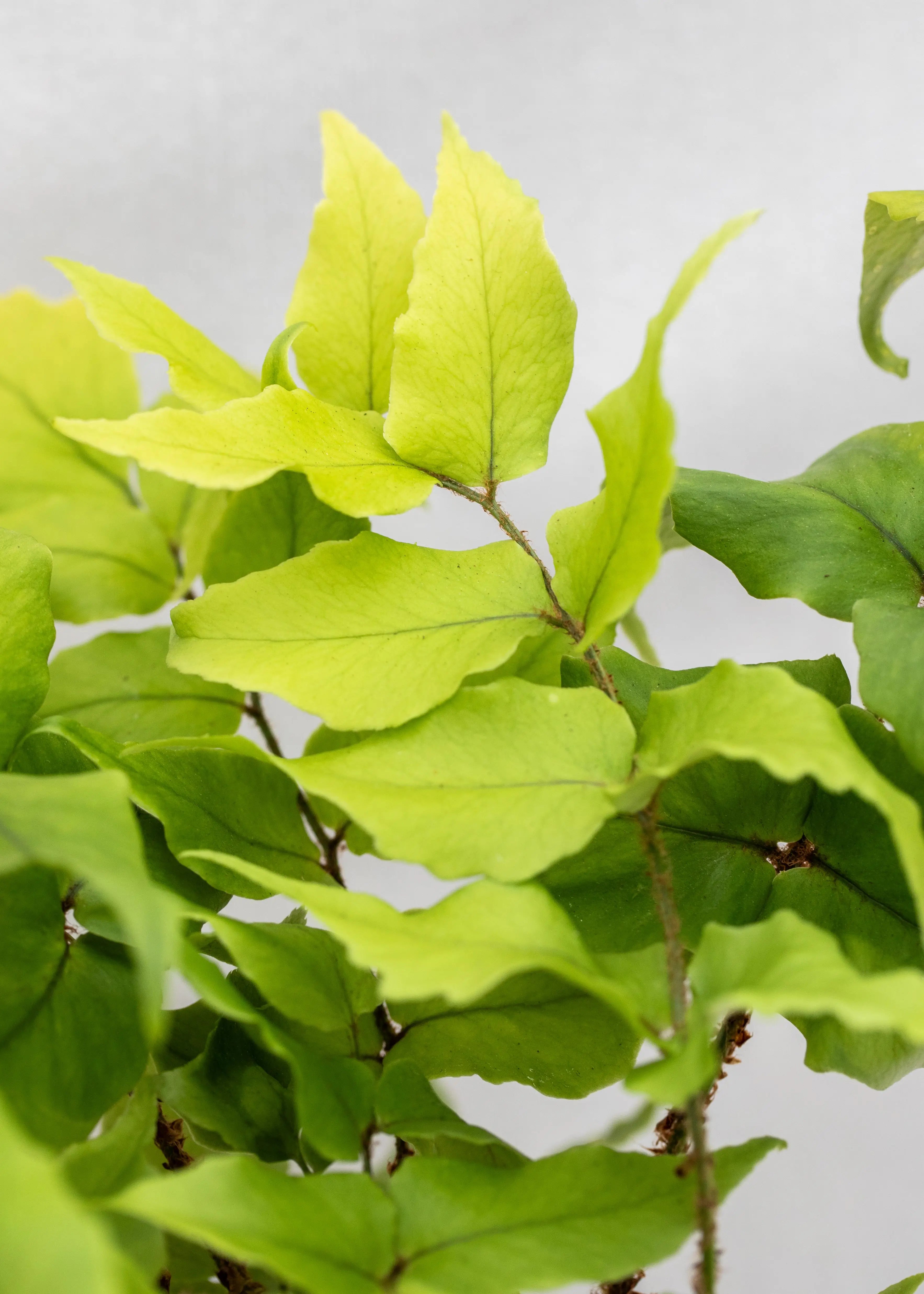 Cyrtomium fortunei 'Clivicola'