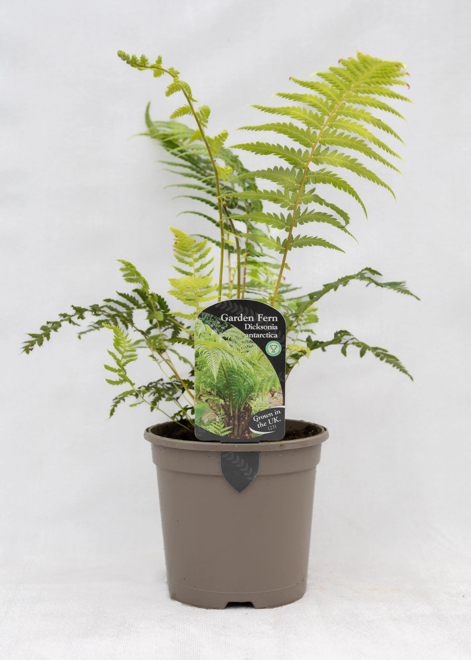 Dicksonia antarctica