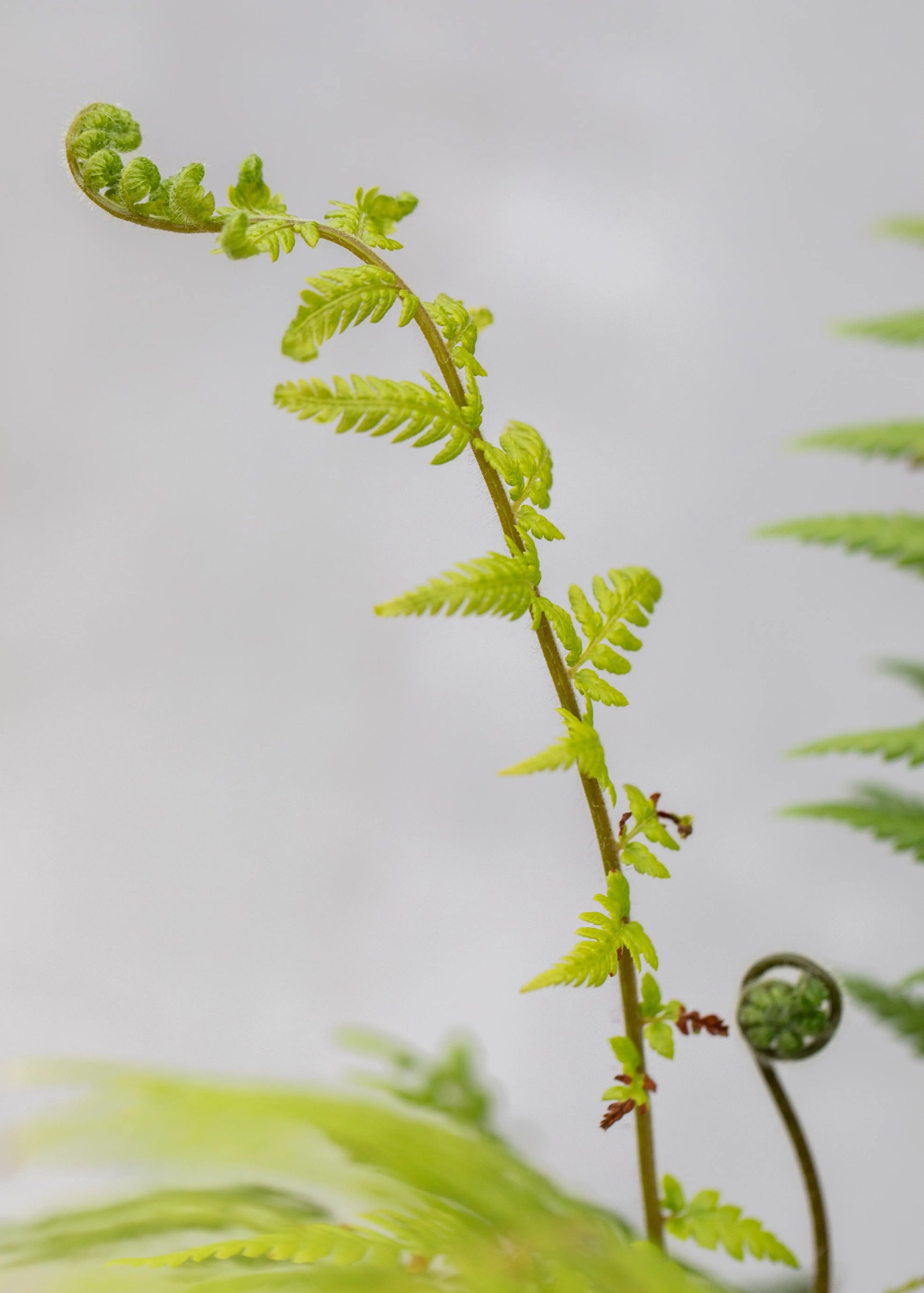 Dicksonia antarctica