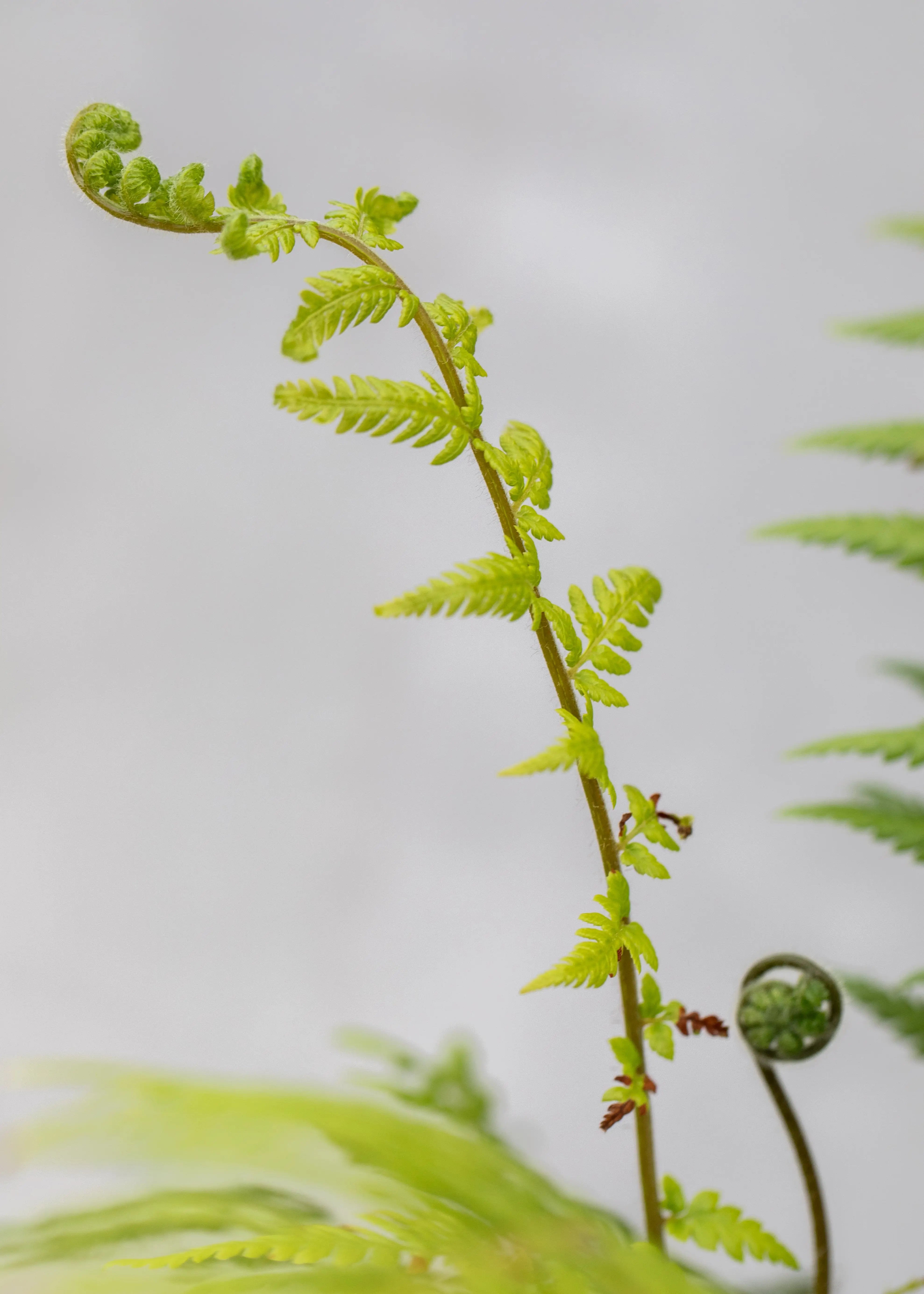 Dicksonia antarctica