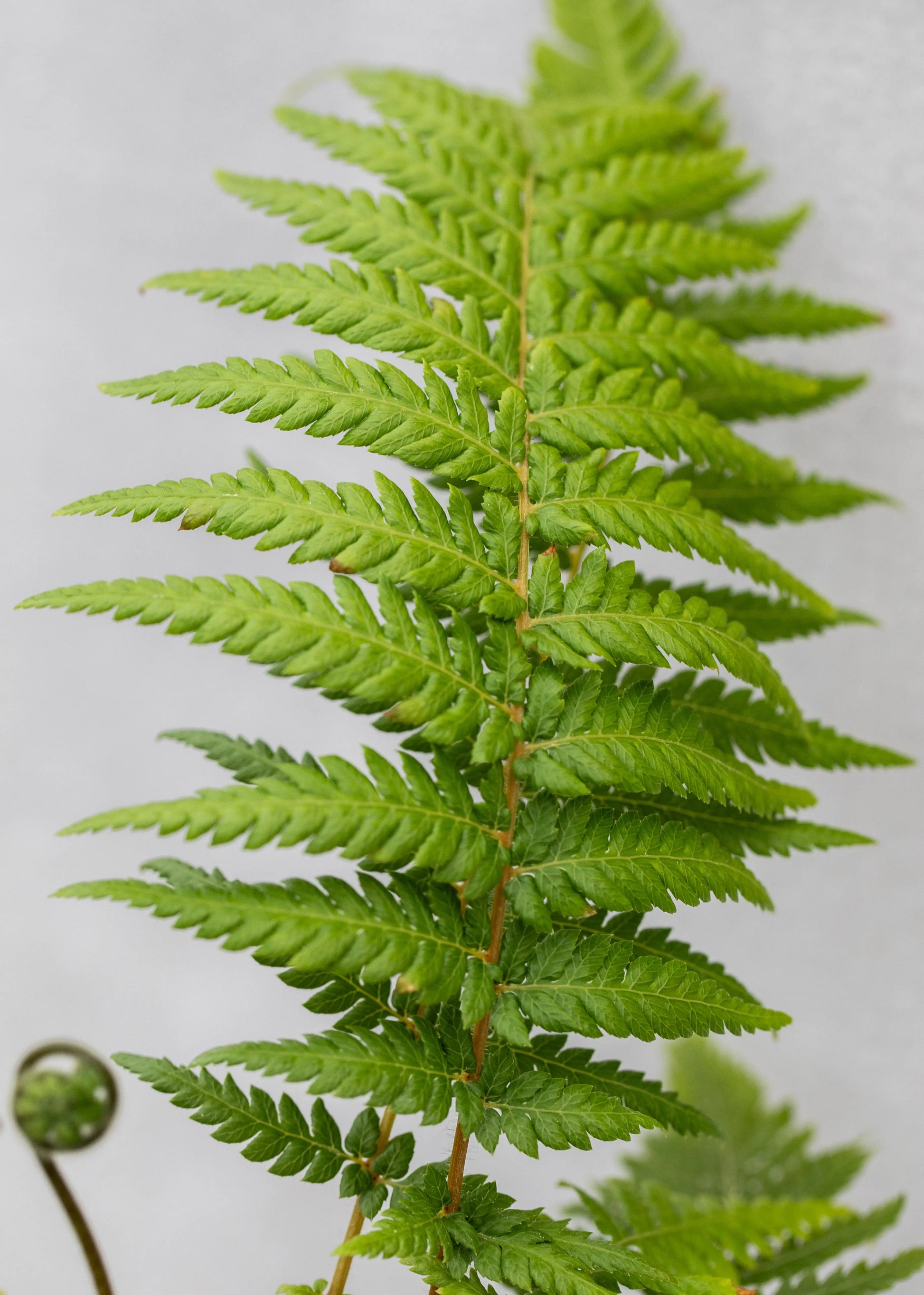 Dicksonia antarctica