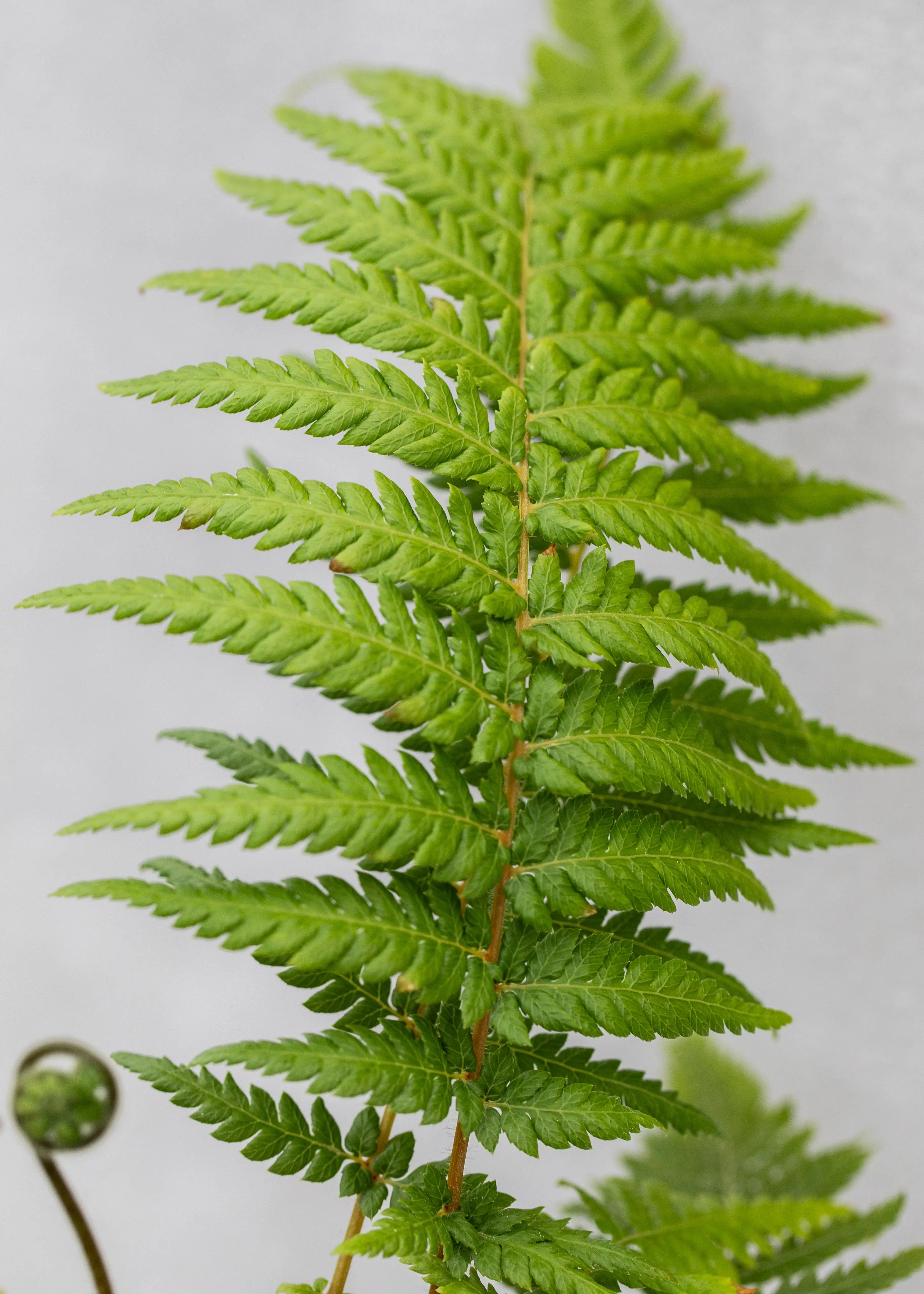 Dicksonia antarctica