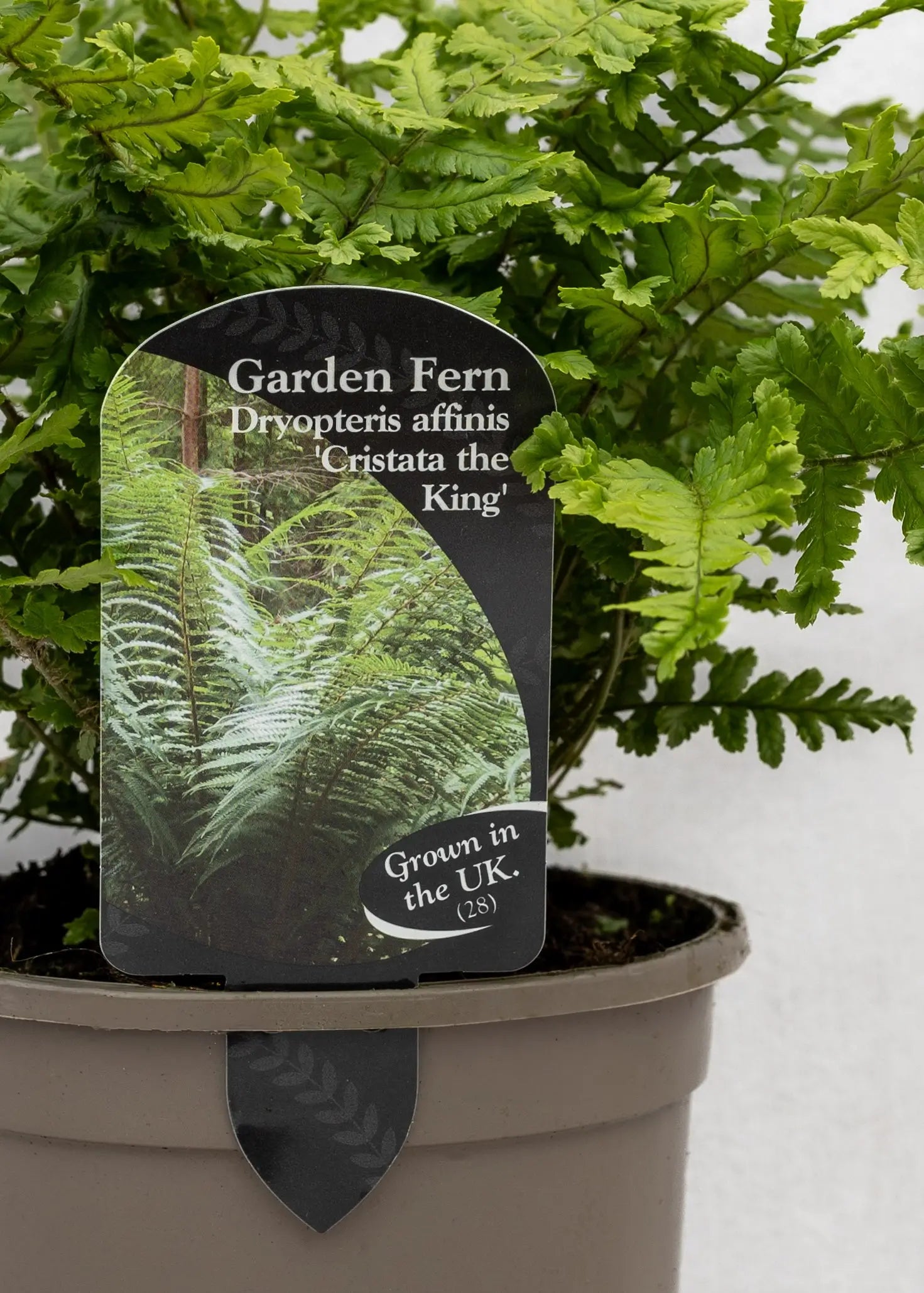 Dryopteris affinis 'Cristata the King'