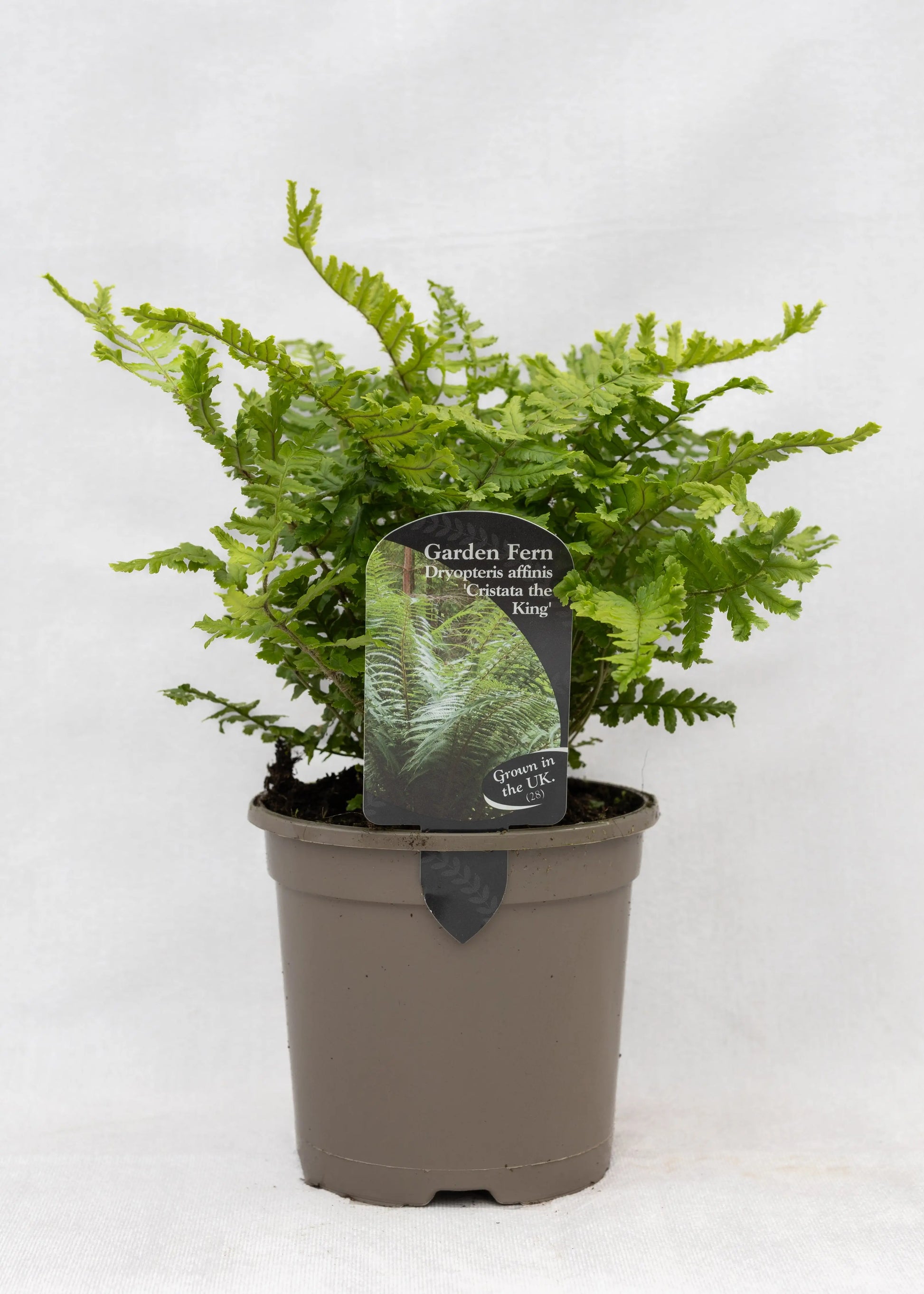 Dryopteris affinis 'Cristata the King'